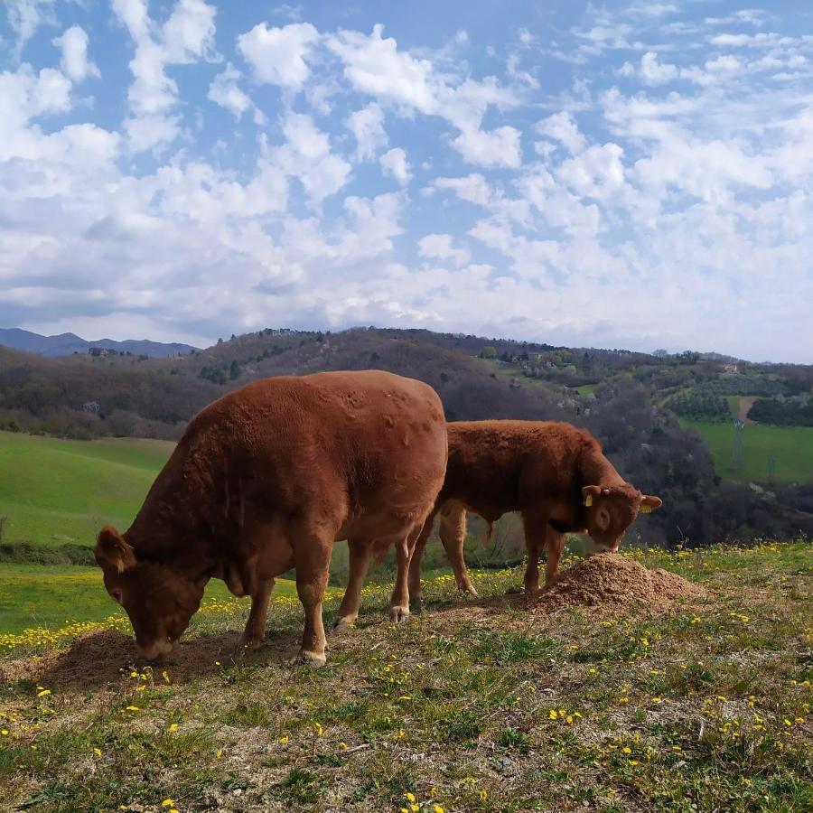 Agriturismo Corzano Barberino di Mugello Εξωτερικό φωτογραφία